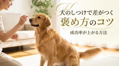 犬のしつけで差がつく褒め方のコツ｜成功率が上がる方法