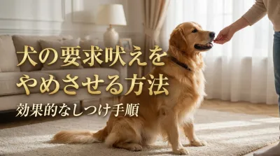 犬の要求吠えをやめさせる方法｜効果的なしつけ手順