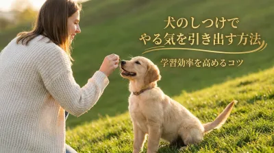 犬のしつけでやる気を引き出す方法｜学習効率を高めるコツ